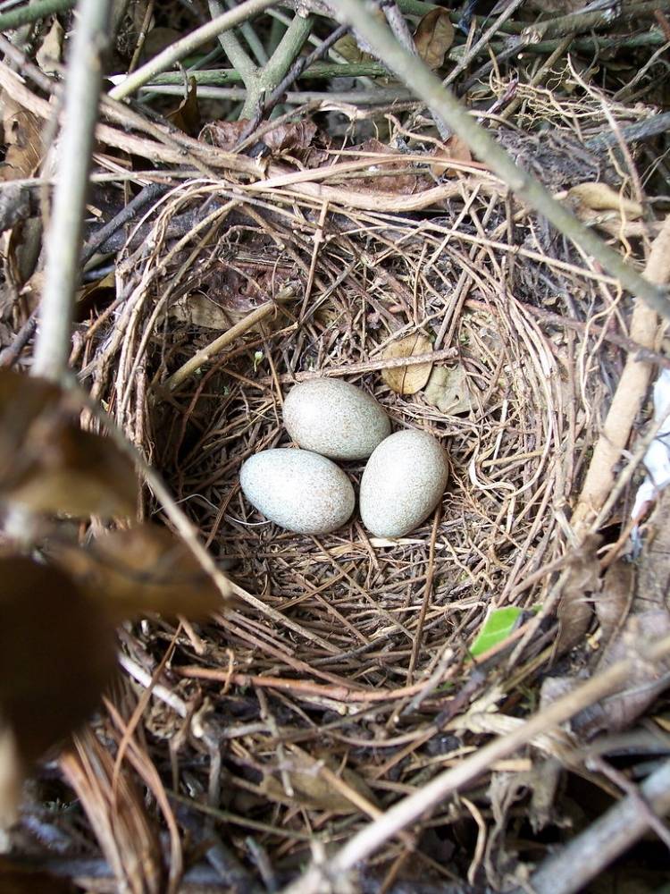 100_2514 by mira d'oubliette is licensed under CC BY-NC-ND 2.0